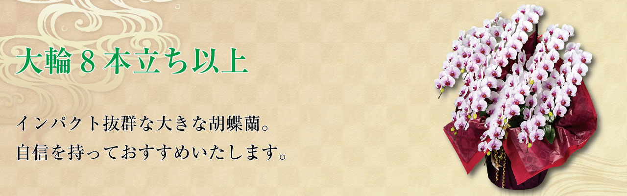 大輪８本立ち以上