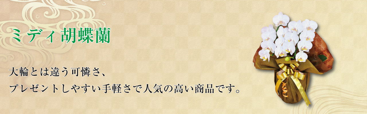 ミディ胡蝶蘭