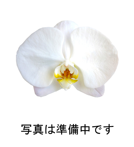 大輪3本立ち ゴージャス 60W