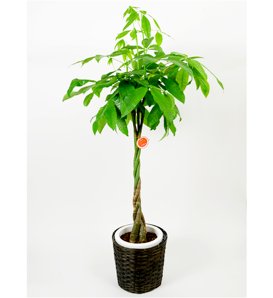 観葉植物 パキラ 10寸